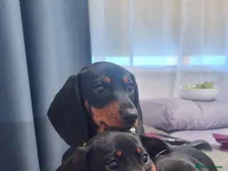 Dachshund dogs Standard dachshund - Advert 15