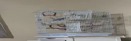 Budgerigars birds for sale: Budgies including full set up  in Manchester - Advert 1