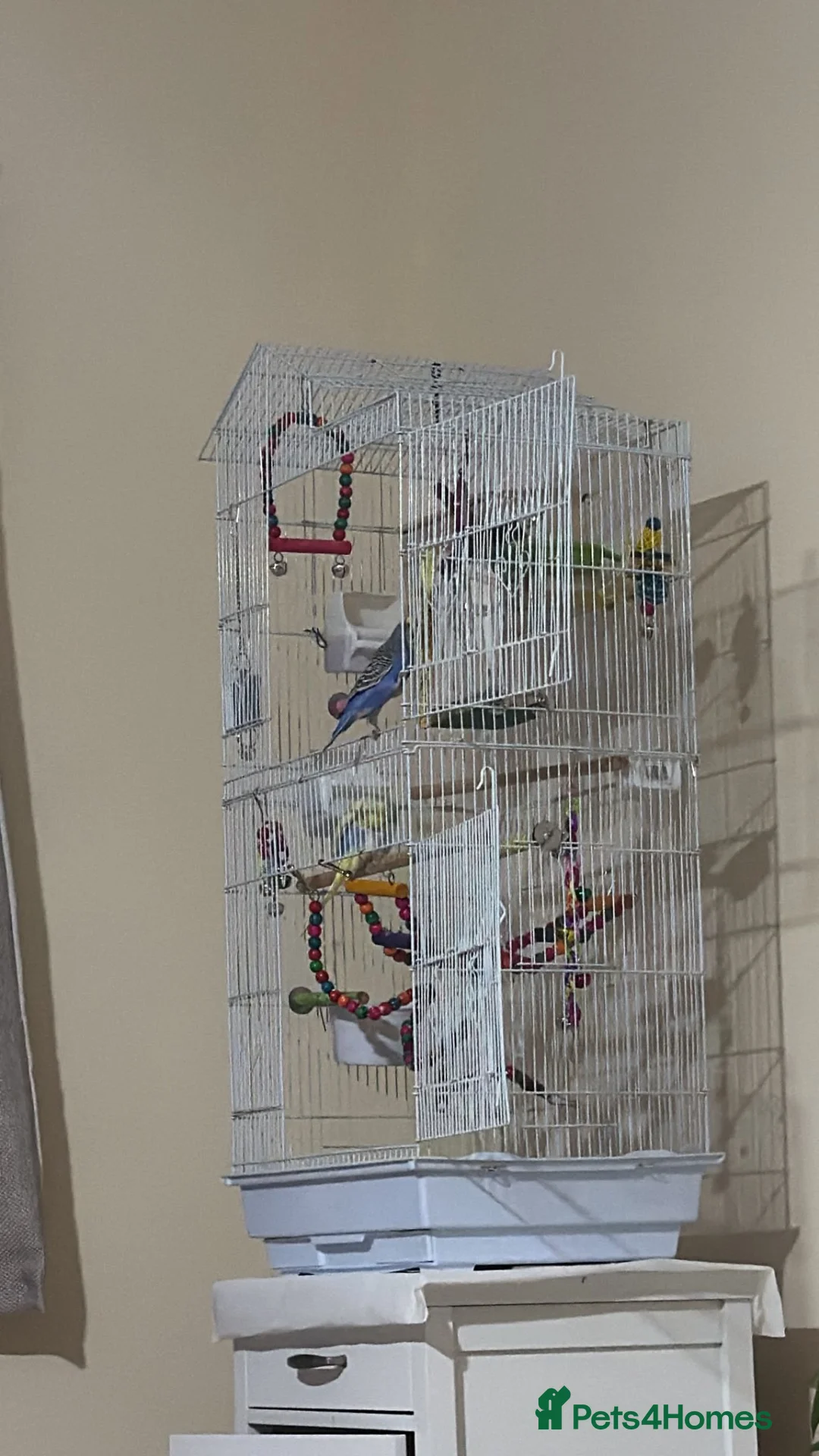 Budgerigars birds for sale: Budgies including full set up  in Manchester - Advert 1