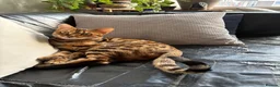 Bengal cats for sale: Stunning Bengal Kittens in London - Advert 11