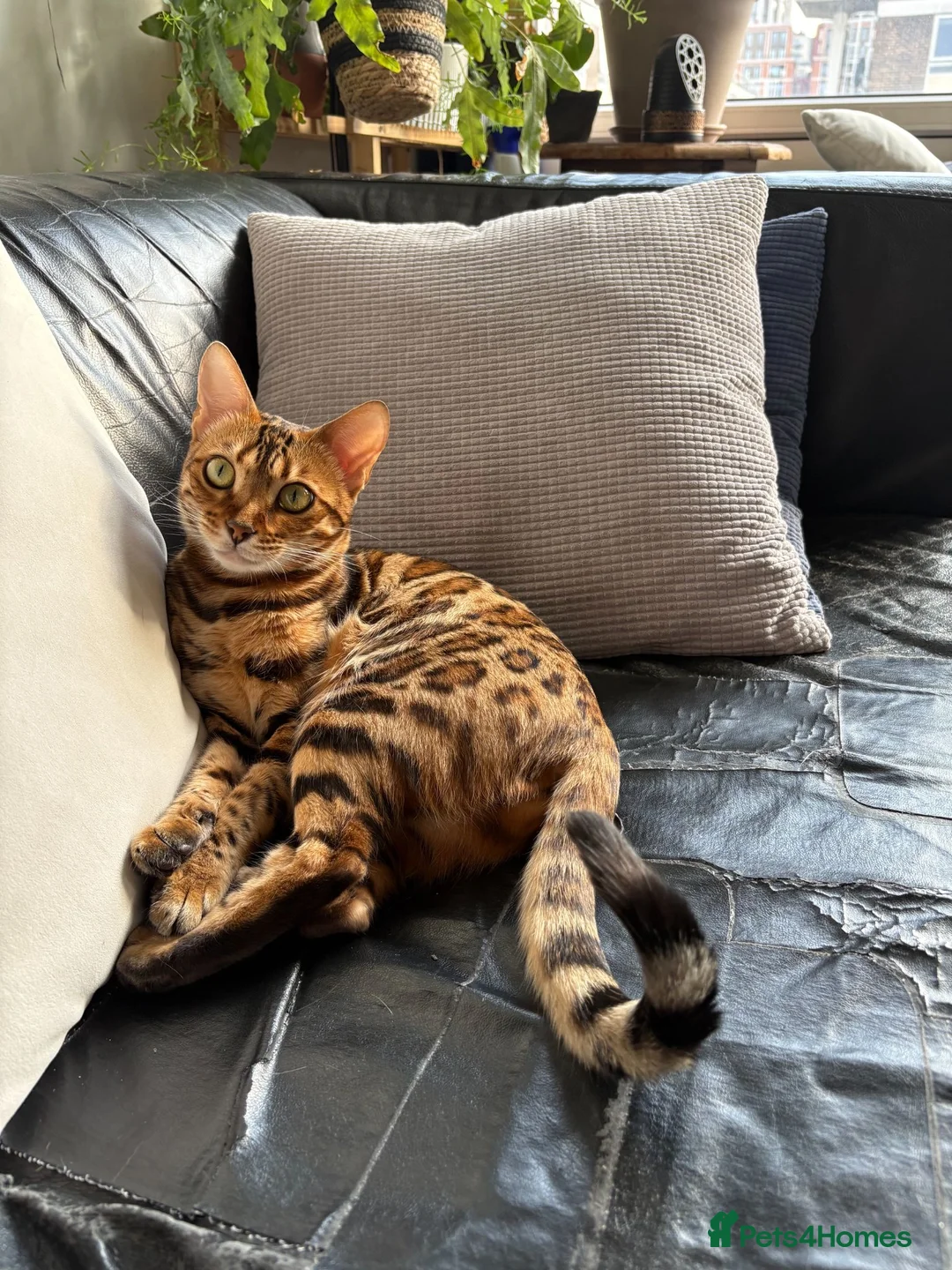 Bengal cats for sale: Stunning Bengal Kittens in London - Advert 11