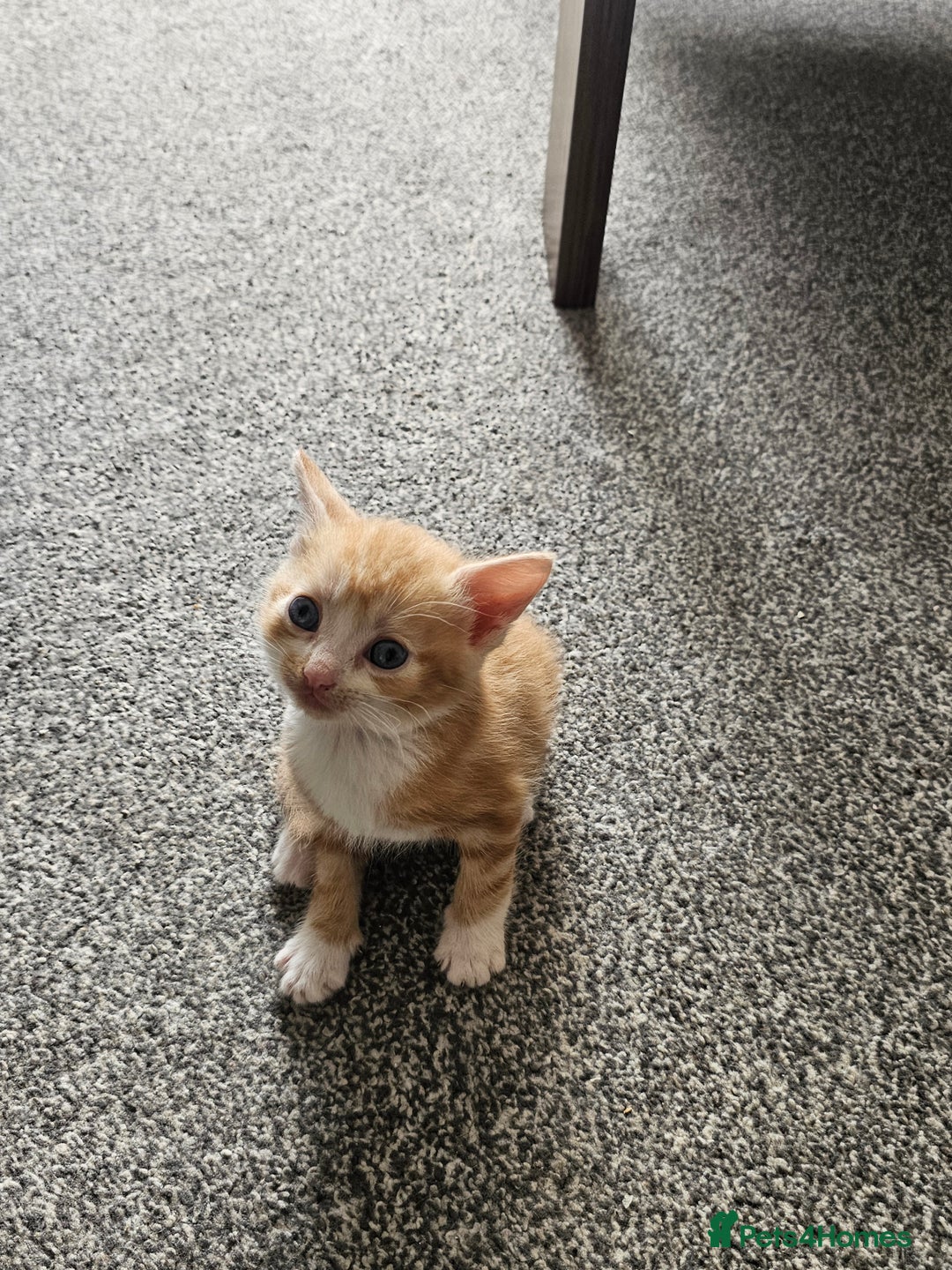 British Shorthair cats for sale: Male and female kittens for sale  - Image 17