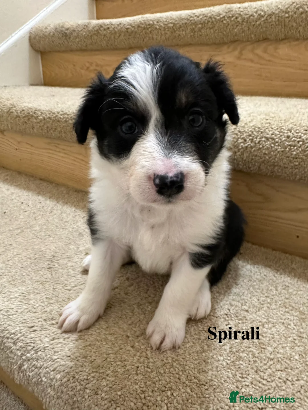 Border Collie dogs for sale: Beautiful Border Collie Puppies  🐾 in Cambridge - Advert 7