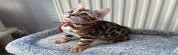 Bengal cats for sale: Beautiful Bengal babies ready this weekend  - Advert 12