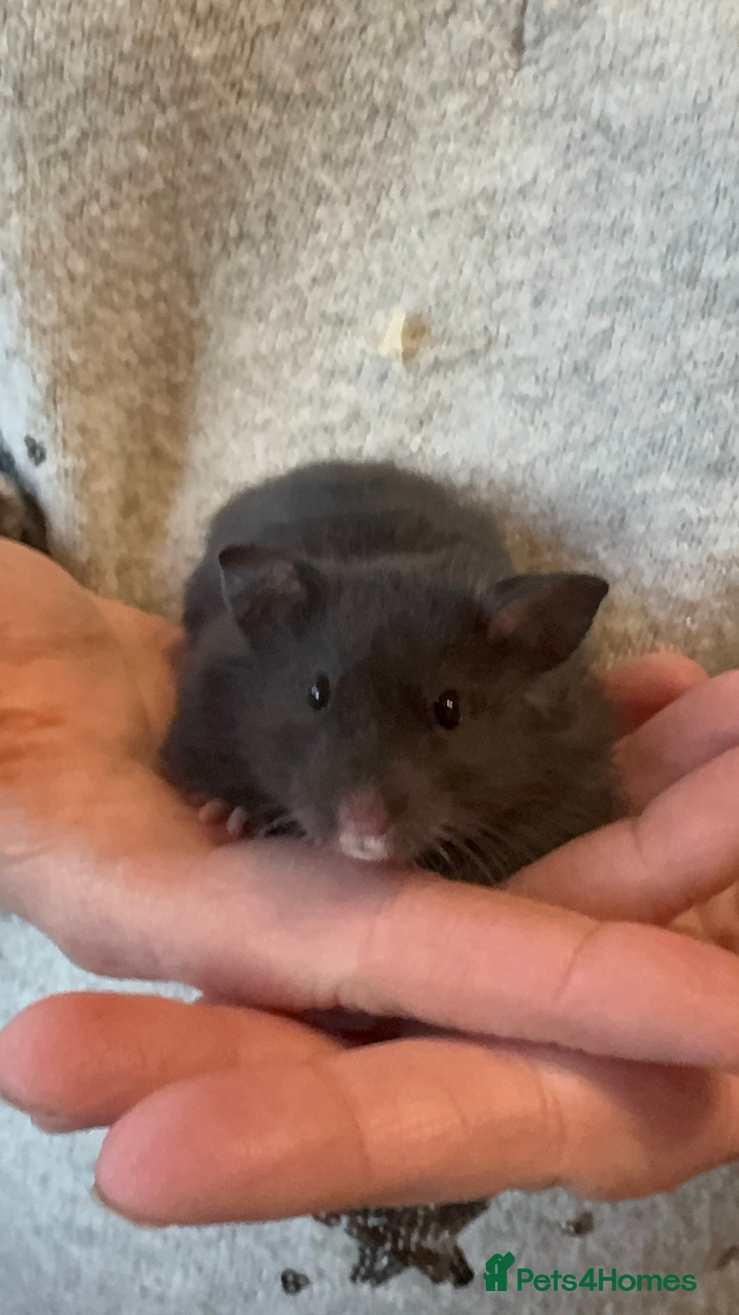Hamster rodents for sale: Pedigree Syrian hamsters - Image 4