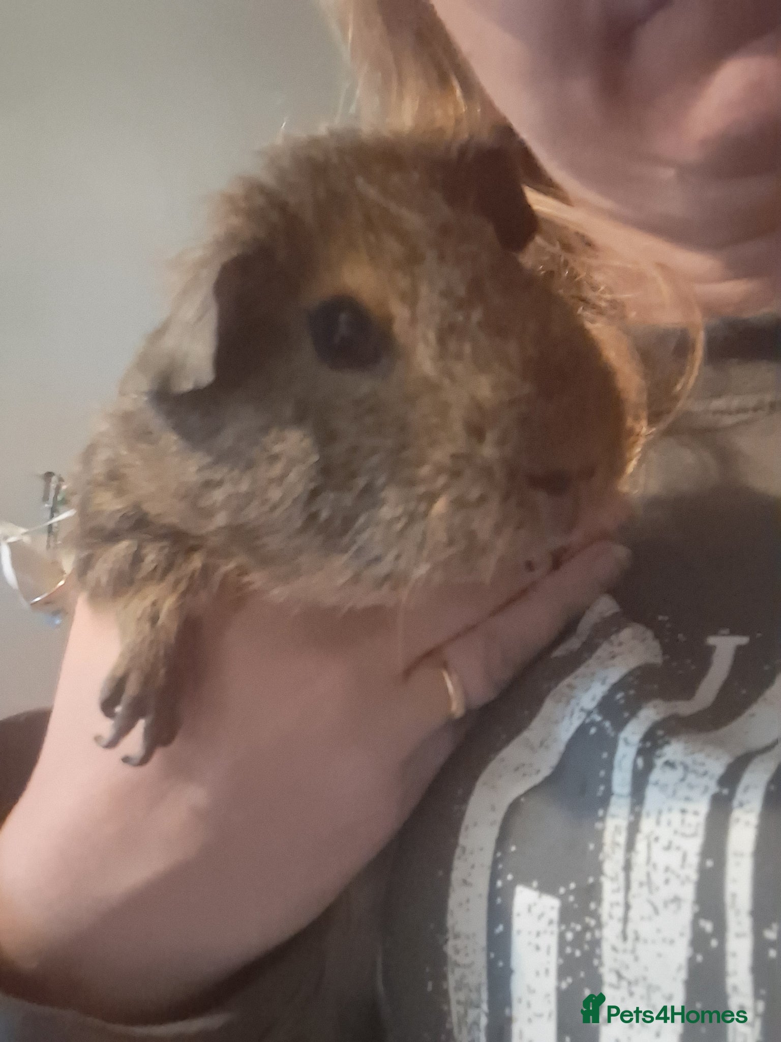 Guinea Pig rodents Brown un-neutered guinea pig - Advert 2