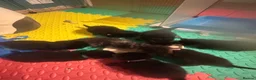 Mixed Breed cats for sale: Ragdoll Mix Kittens  - Advert 14