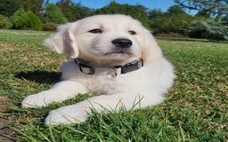Golden Retriever dogs for sale: Beautiful Golden Retriever puppies - Image 1