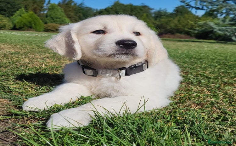 Golden Retriever dogs - Advert 1