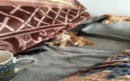 Scottish Fold cats for sale: Scottish fold/straight babies - Image 7