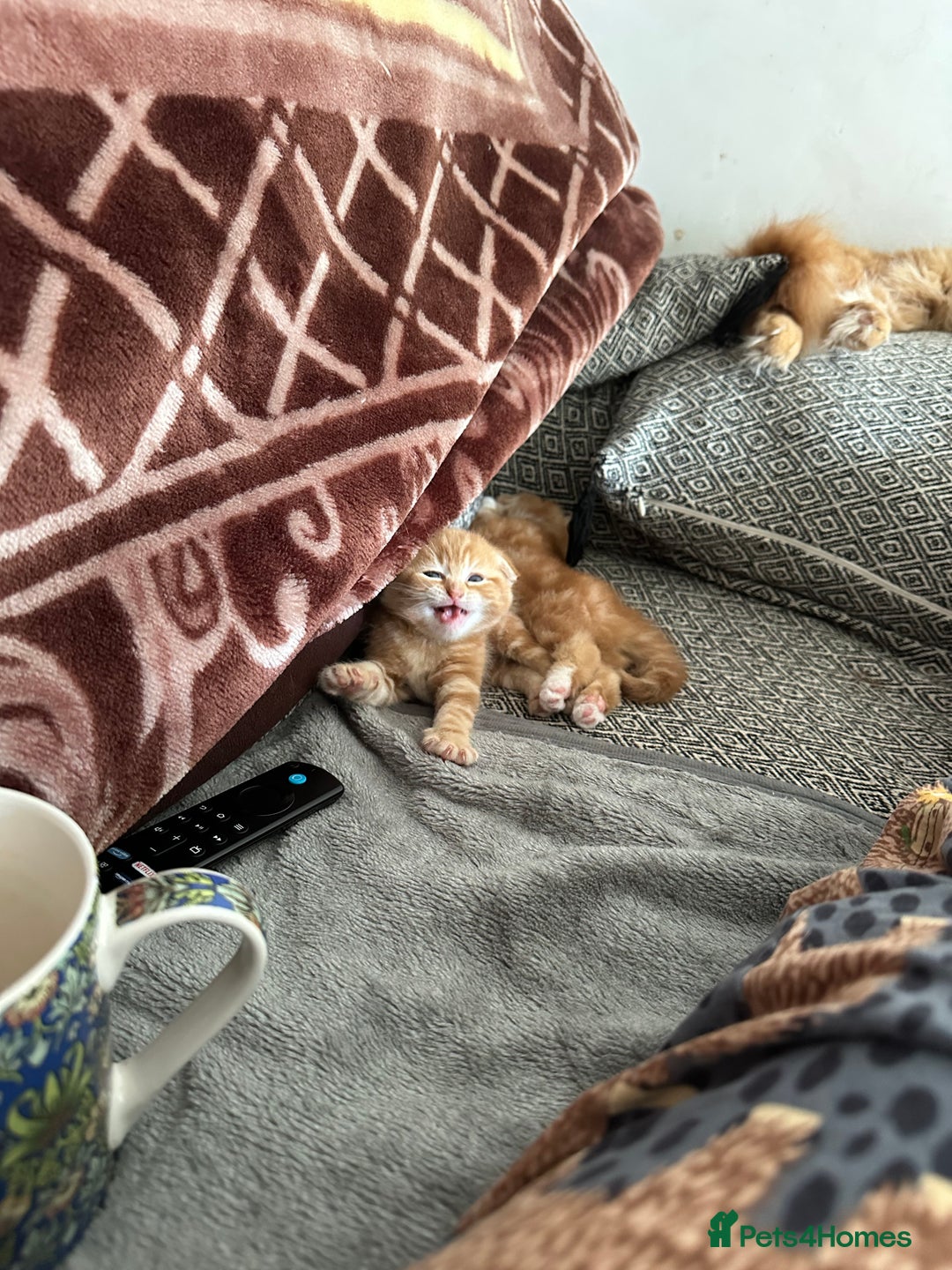 Scottish Fold cats for sale: Scottish fold/straight babies - Image 7