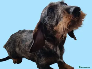 Miniature Dachshund dogs Wire Haired Dapple Dachshund For Sale - Advert 22
