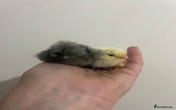 Chickens poultry for sale: Day old silkie chicks (pure breed)  - Advert 3