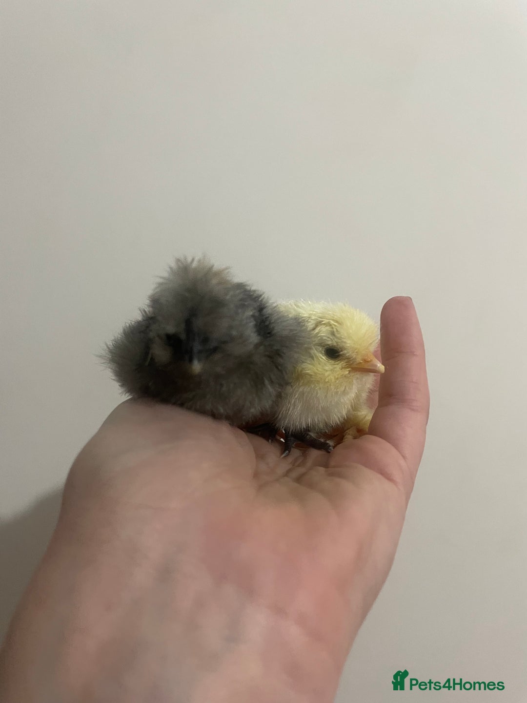 Chickens poultry for sale: Day old silkie chicks (pure breed)  - Advert 3