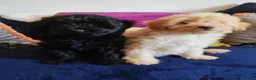Schnoodle dogs for sale: Stunning Schnoodles - Advert 6