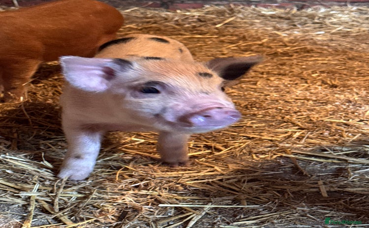 Pig livestock - Advert 3