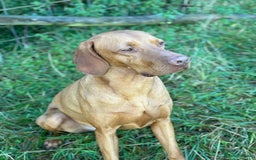 Mixed Breed dogs for sale: Vizla x Fox Red Lab (75/25) Puppies - Image 27