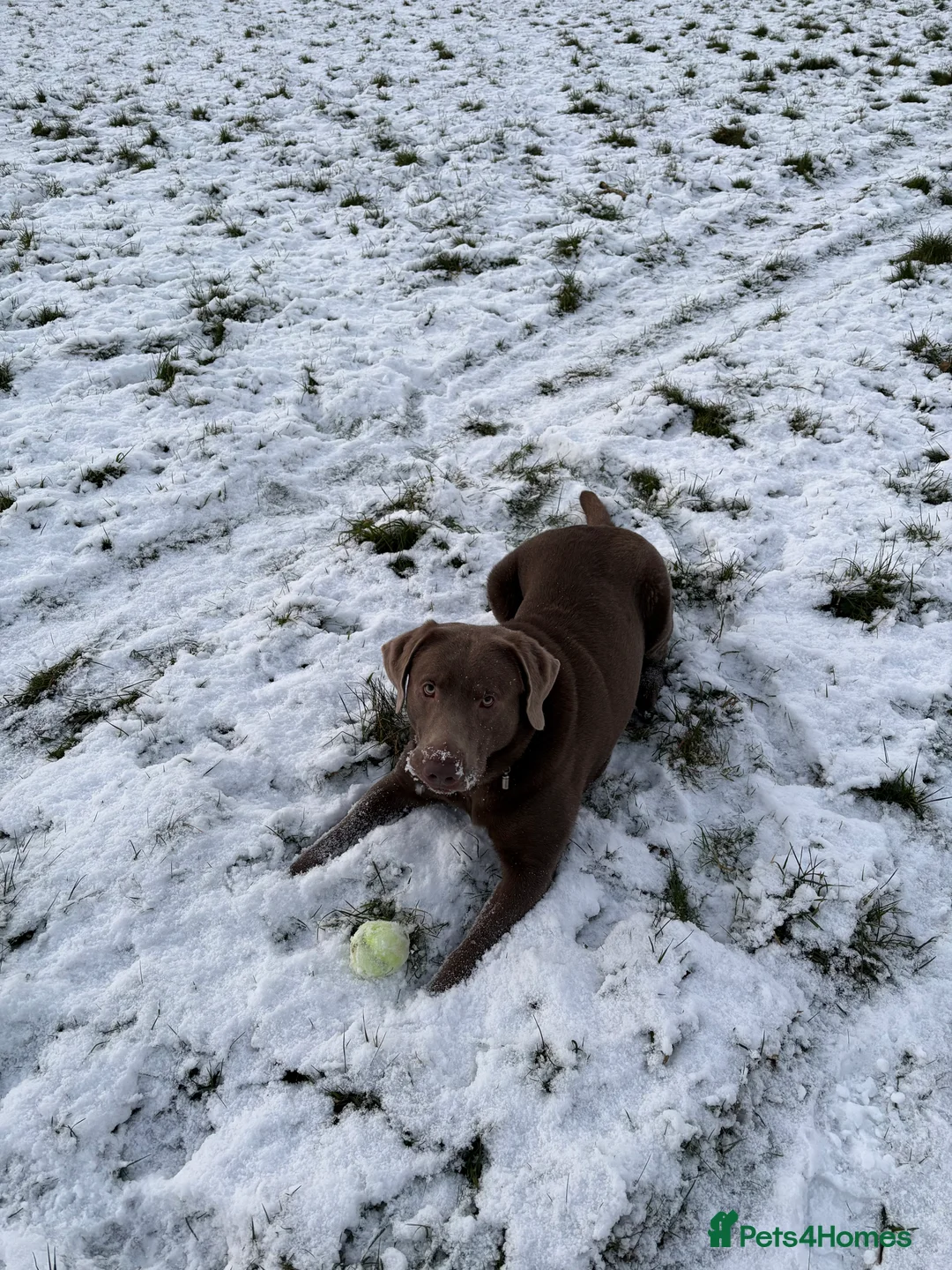 Labrador Retriever dogs for stud: Field Line Labrador Stud - Advert 2