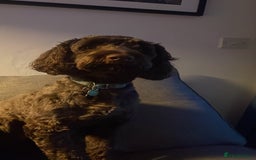 Cockapoo dogs for sale: Conkers needs a new home - Image 6