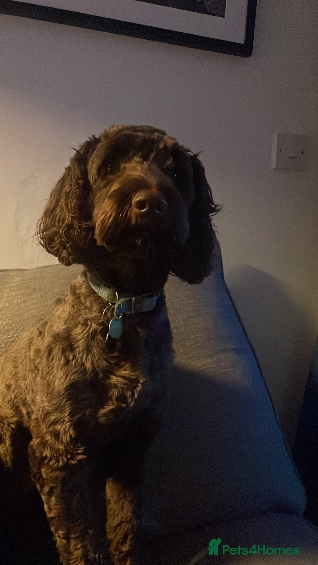 Cockapoo dogs for sale: Conkers needs a new home - Image 6