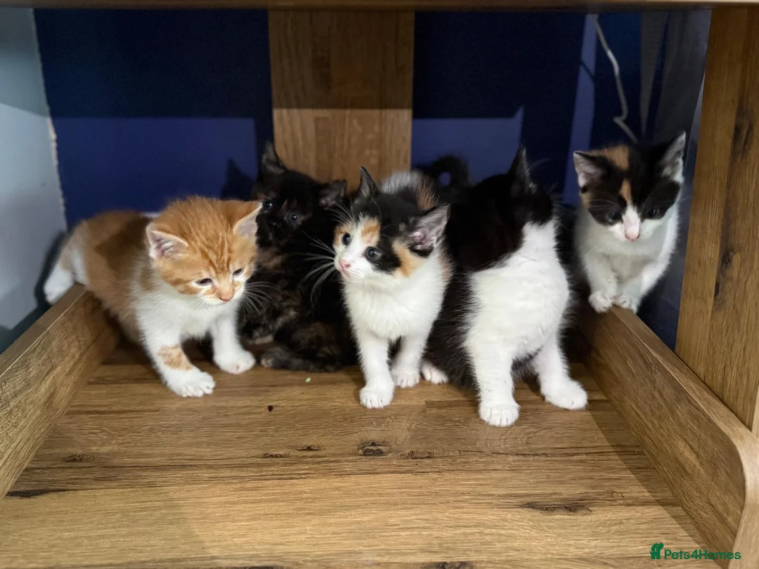 Mixed Breed cats for sale: 5 Beautiful kittens for sale £100 - Advert 1