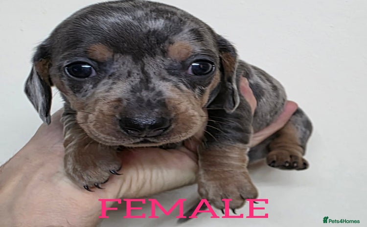 Dachshund dogs - Advert 1