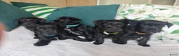 Yorkshire Terrier dogs for sale: Yorkshire terrier Dark puppies in Milton Keynes - Advert 8