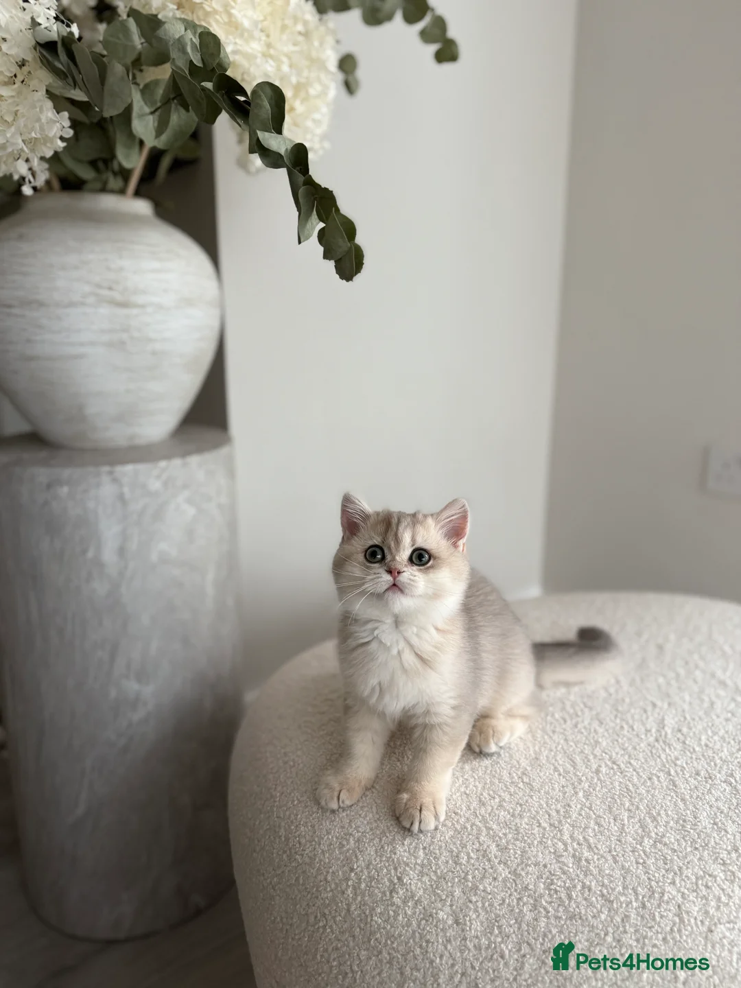 British Shorthair cats for sale: Blue Golden British Shorthair kitty - Advert 11