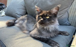 Maine Coon cats for sale: Stunning championship Maine coon black smoke - Image 17