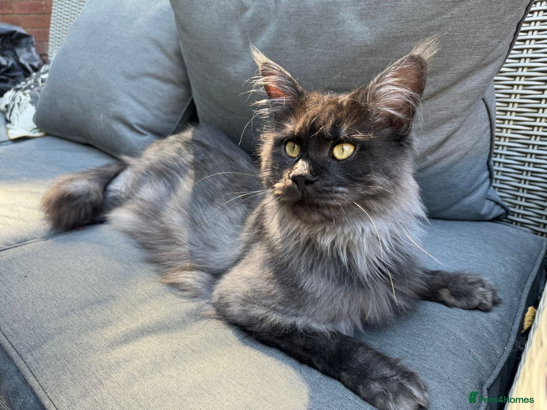 Maine Coon cats for sale: Stunning championship Maine coon black smoke - Image 17