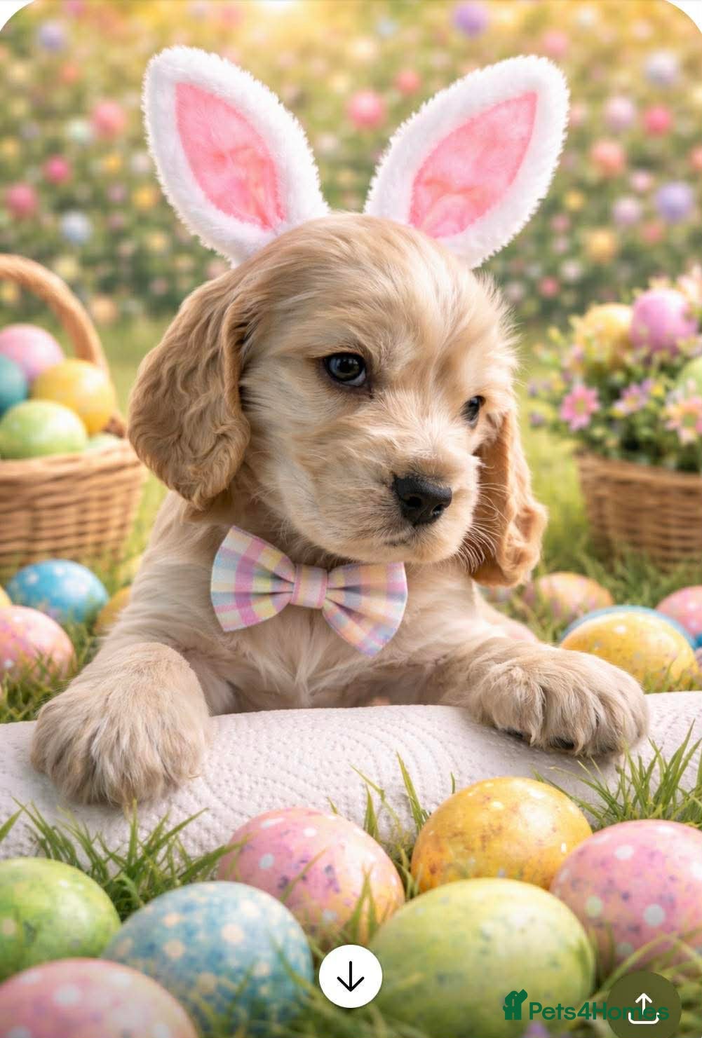 Cocker Spaniel dogs Show Spaniel puppies Rare Italian import line  - Advert 15