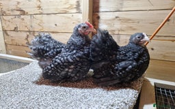 Chickens poultry for sale: Young pair of Cuckoo pekins - Image 3
