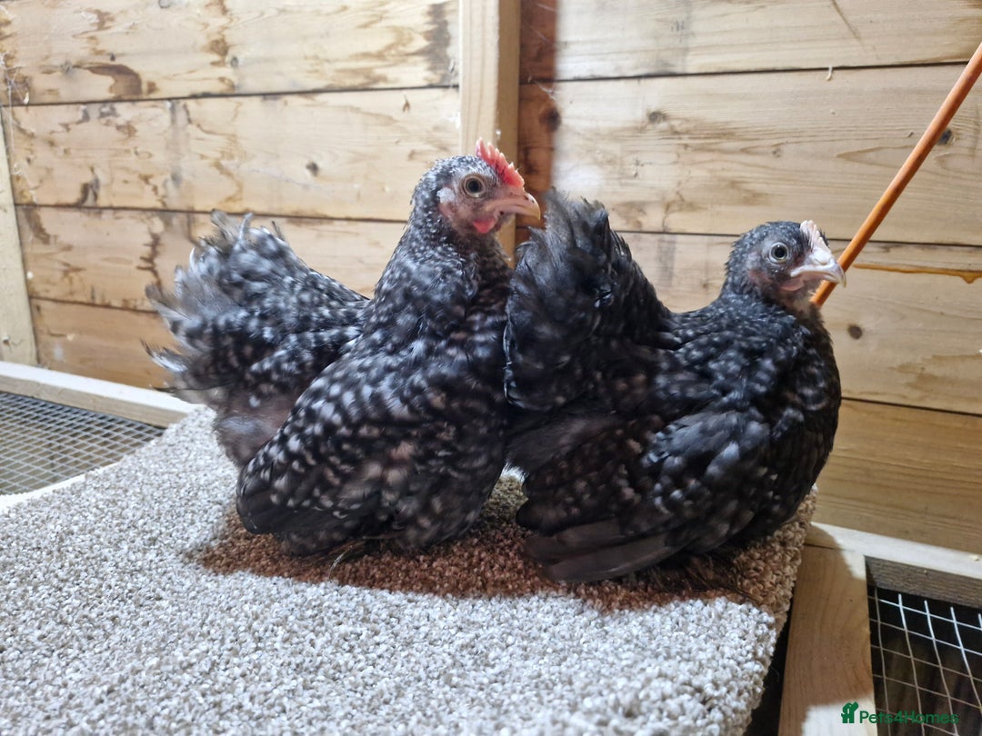 Chickens poultry for sale: Young pair of Cuckoo pekins - Image 3