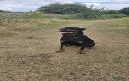Rottweiler dogs for stud: Champion Bloodline Rottweiler Stud - Image 6