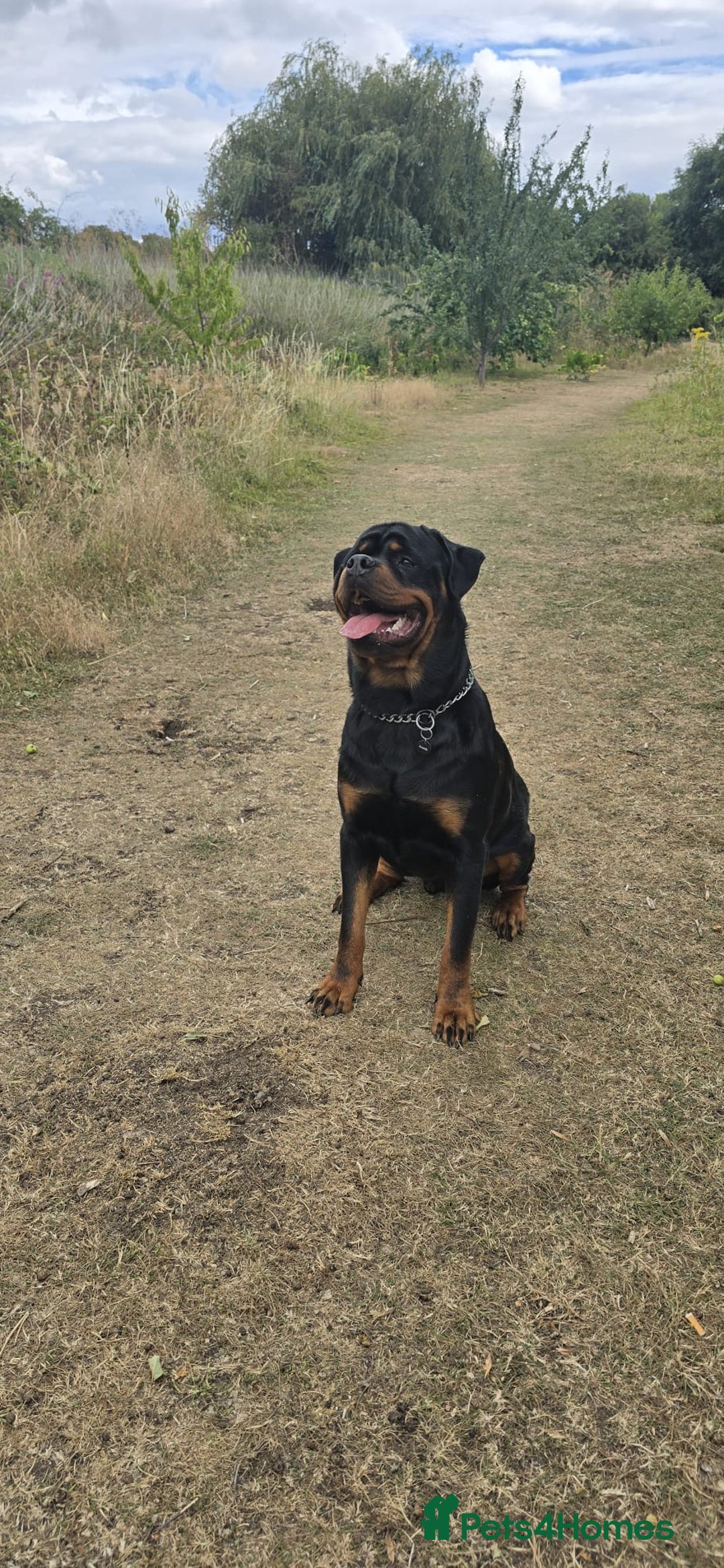 Rottweiler dogs for stud: Champion Bloodline Rottweiler Stud - Image 6