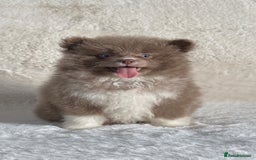 Pomsky dogs for sale: Tiny toysize Lilac Male Pomsky puppy for sale  - Image 2