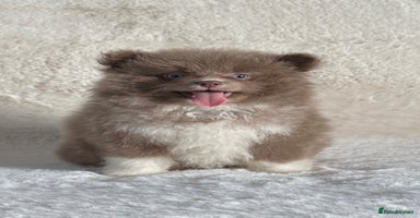 Pomsky dogs - Advert 6