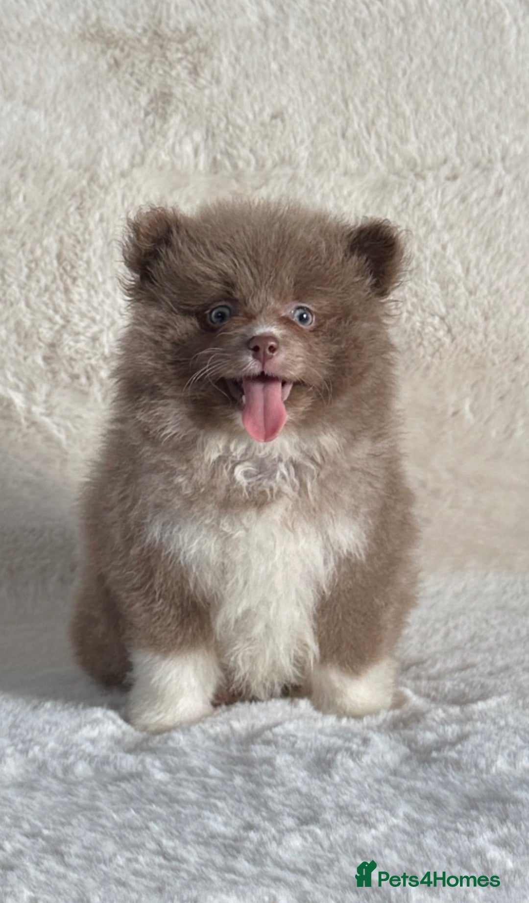 Pomsky dogs for sale: Tiny toysize Lilac Male Pomsky puppy for sale  - Image 2