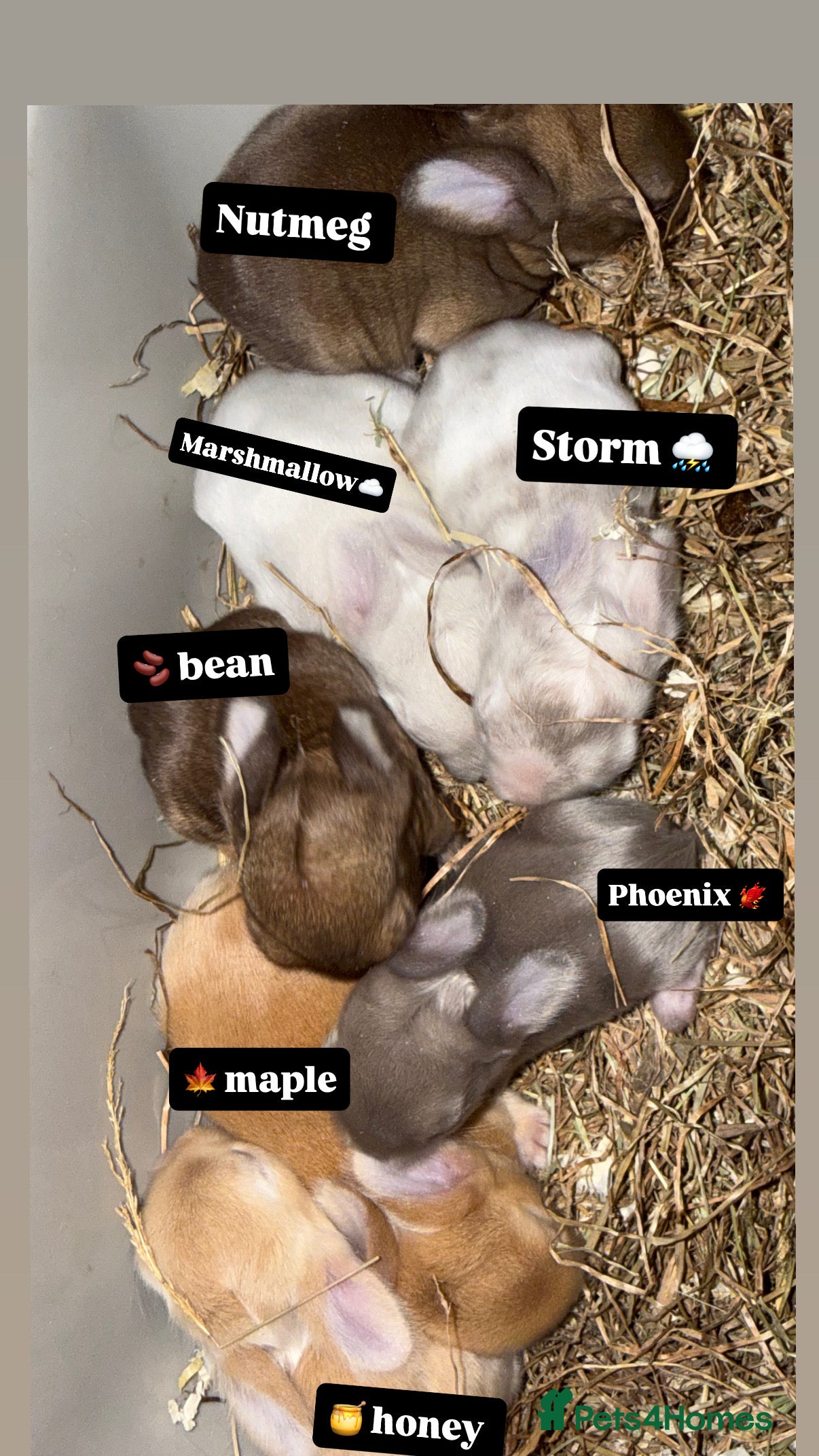 Mini Lop rabbits Gorgeous Mini Lops  - Advert 2