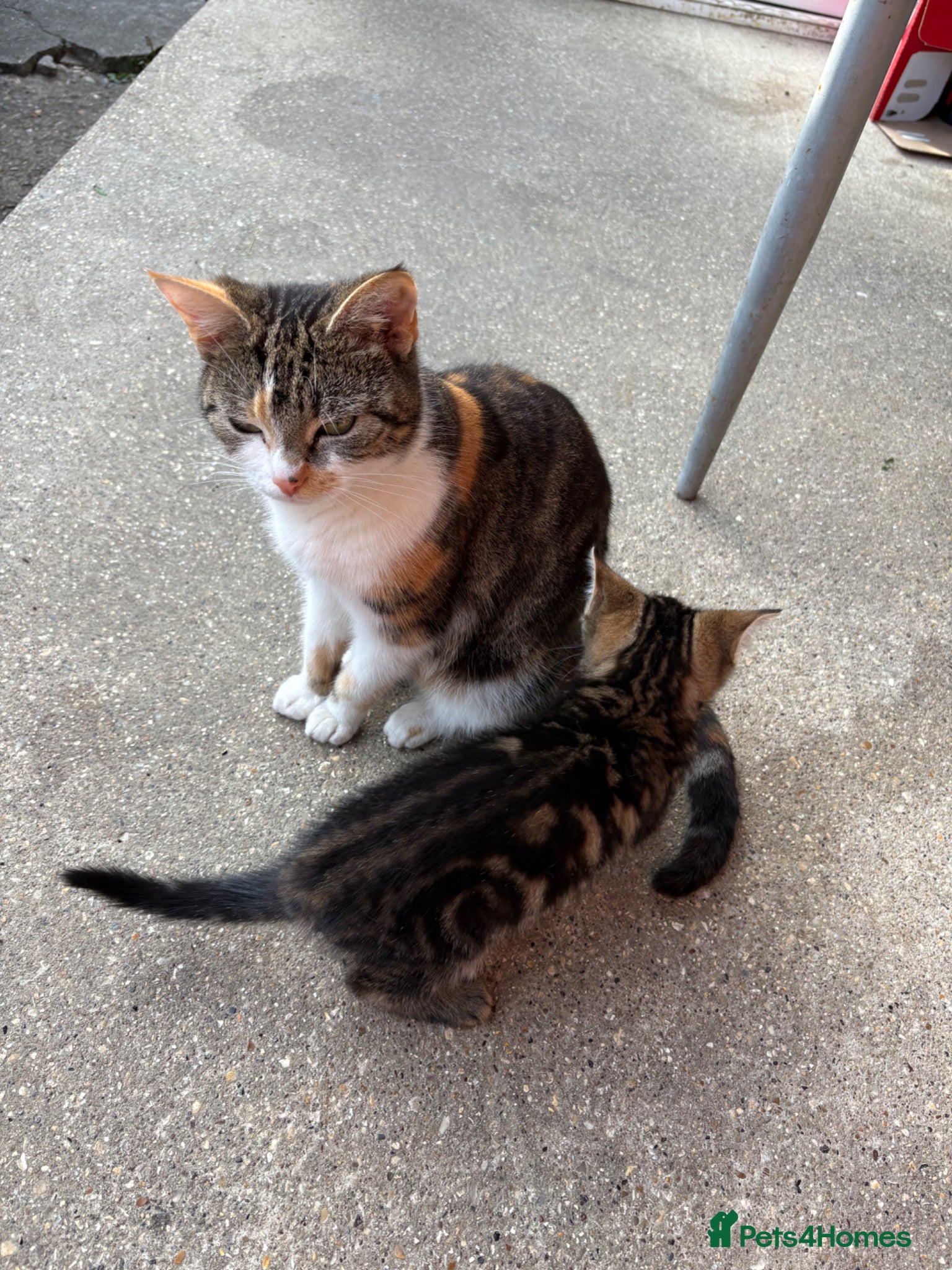 Mixed Breed cats 3 lovely female kittens  - Advert 1