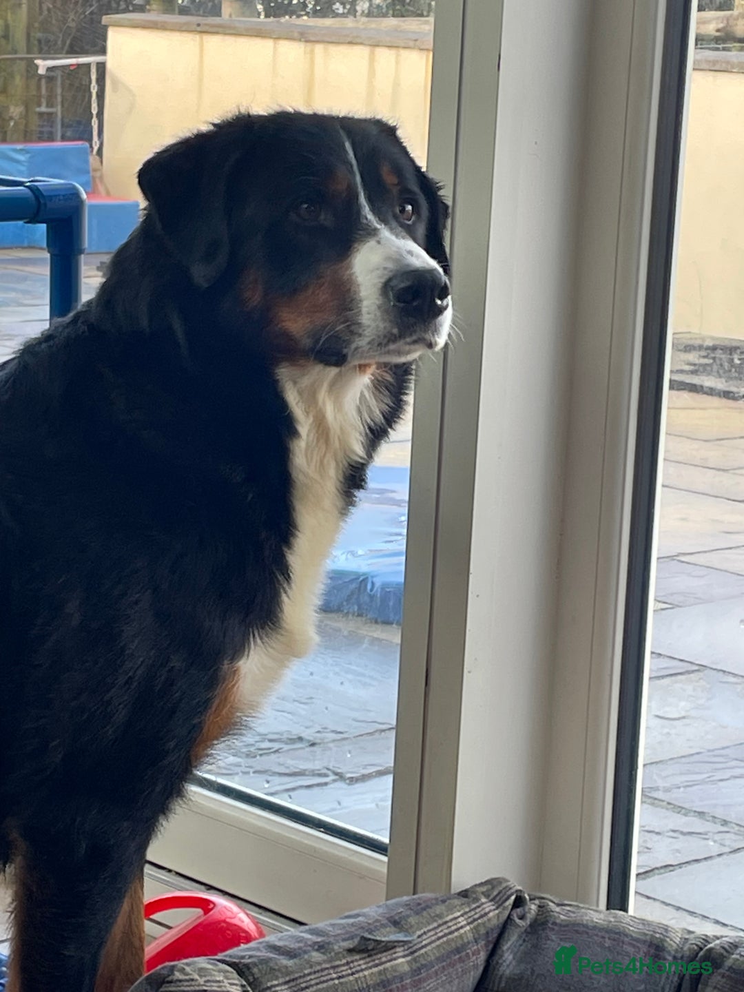 Bernese Mountain Dog dogs for sale: Boys and girls ready  - Advert 10