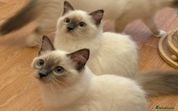 Ragdoll cats for sale: GCCF REGISTERED RAGDOLL KITTENS in Ashton-under-Lyne - Image 34