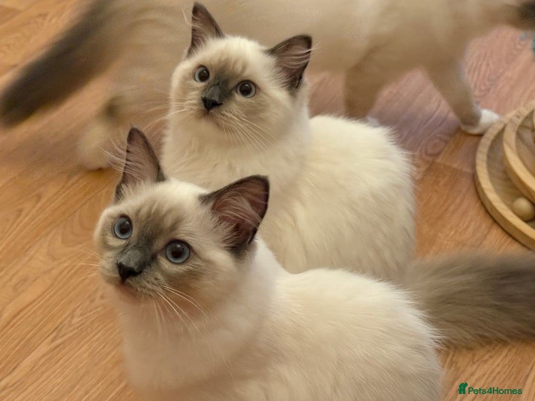 Ragdoll cats for sale: GCCF REGISTERED RAGDOLL KITTENS in Ashton-under-Lyne - Image 34