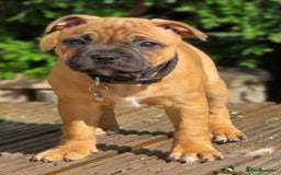 Staffordshire Bull Terrier dogs for stud: 🥨 Top Quality Red SBT Stud 🥨 - Image 10