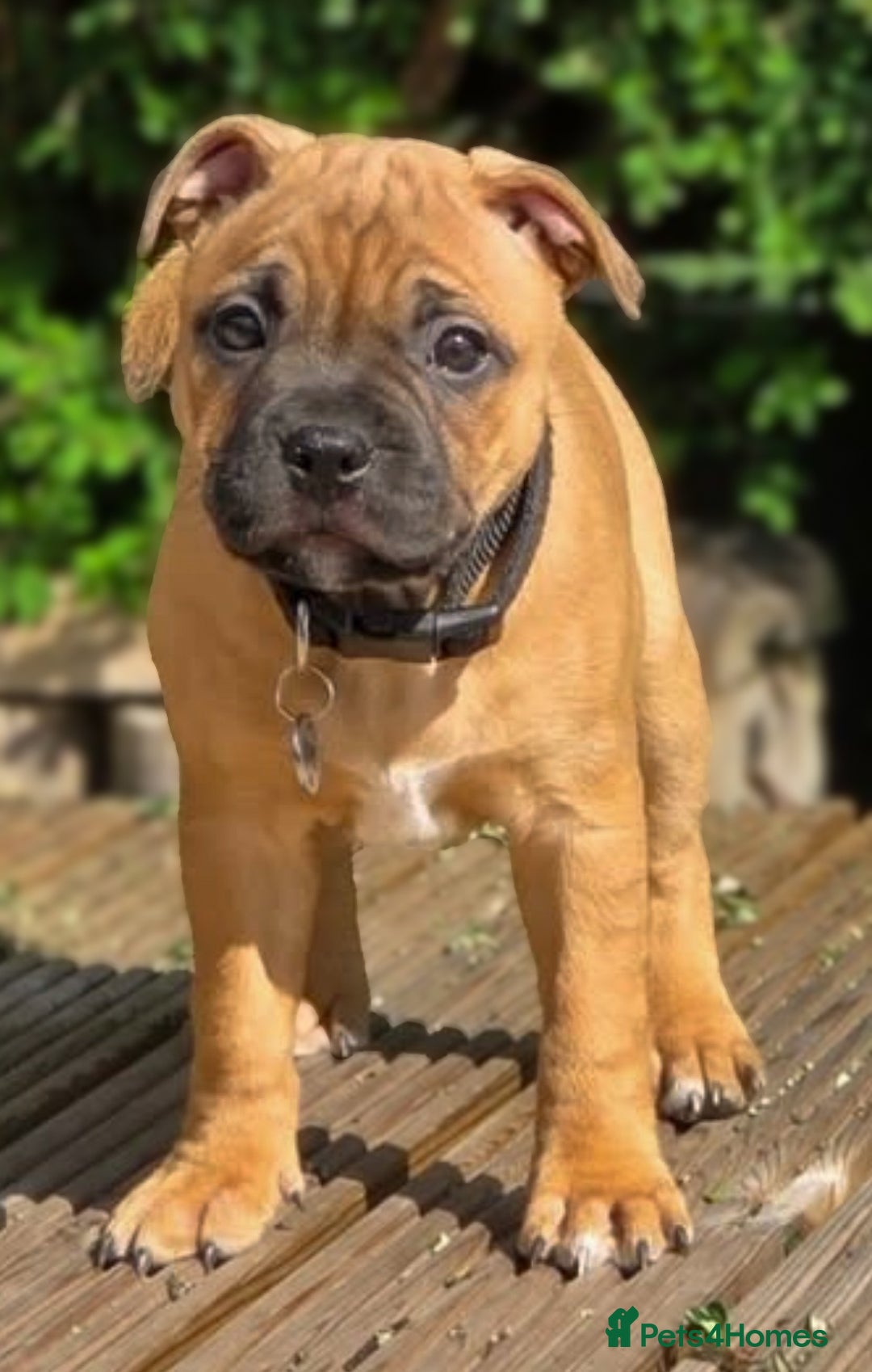 Staffordshire Bull Terrier dogs for stud: 🥨 Top Quality Red SBT Stud 🥨 - Image 10
