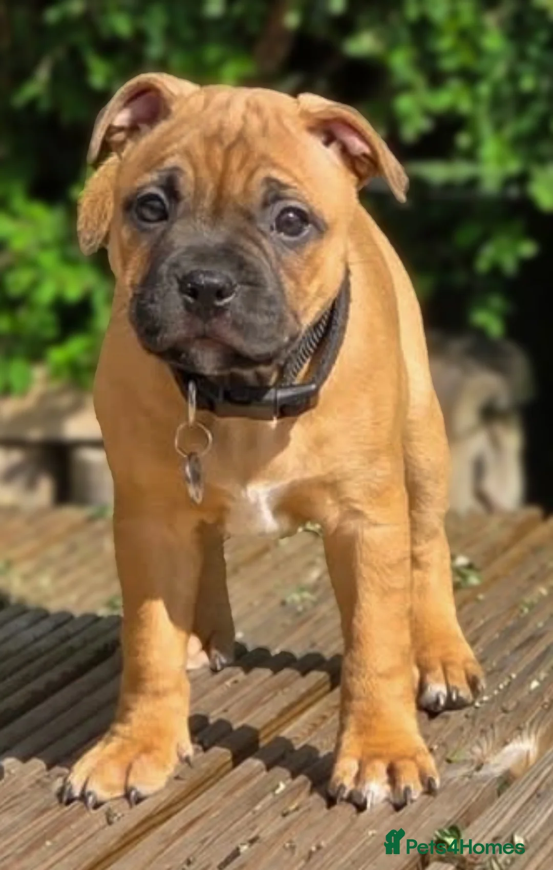 Staffordshire Bull Terrier dogs for stud: 🥨 Crufts Qualified Red SBT Stud 🥨 - Advert 14