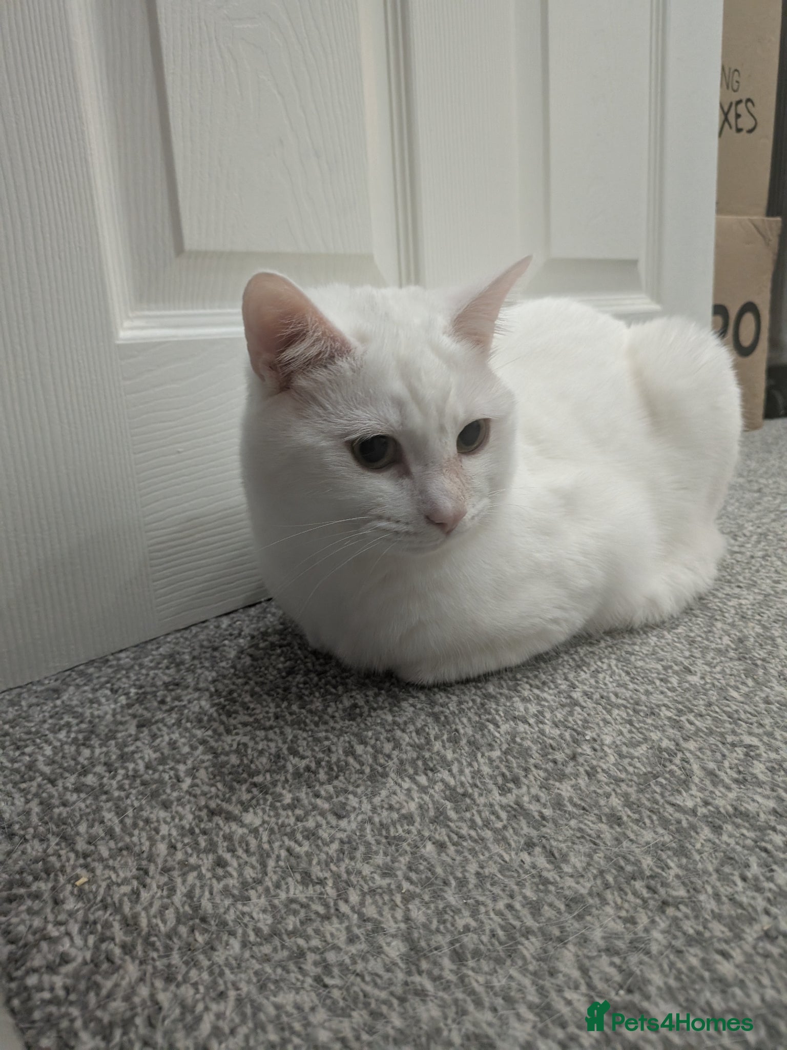 Mixed Breed cats White Male Moggie Cat Looking for a Forever Home - Advert 1