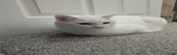 Mixed Breed cats for sale: White Male Moggie Cat Looking for a Forever Home - Advert 1
