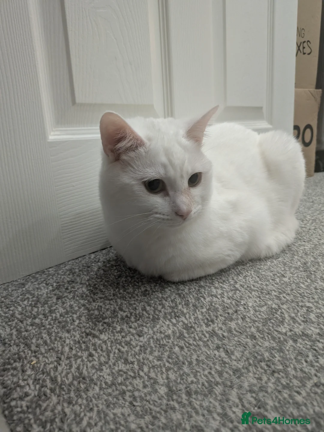 Mixed Breed cats for sale: White Male Moggie Cat Looking for a Forever Home - Advert 1