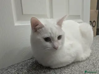 Mixed Breed cats White Male Moggie Cat Looking for a Forever Home - Advert 1